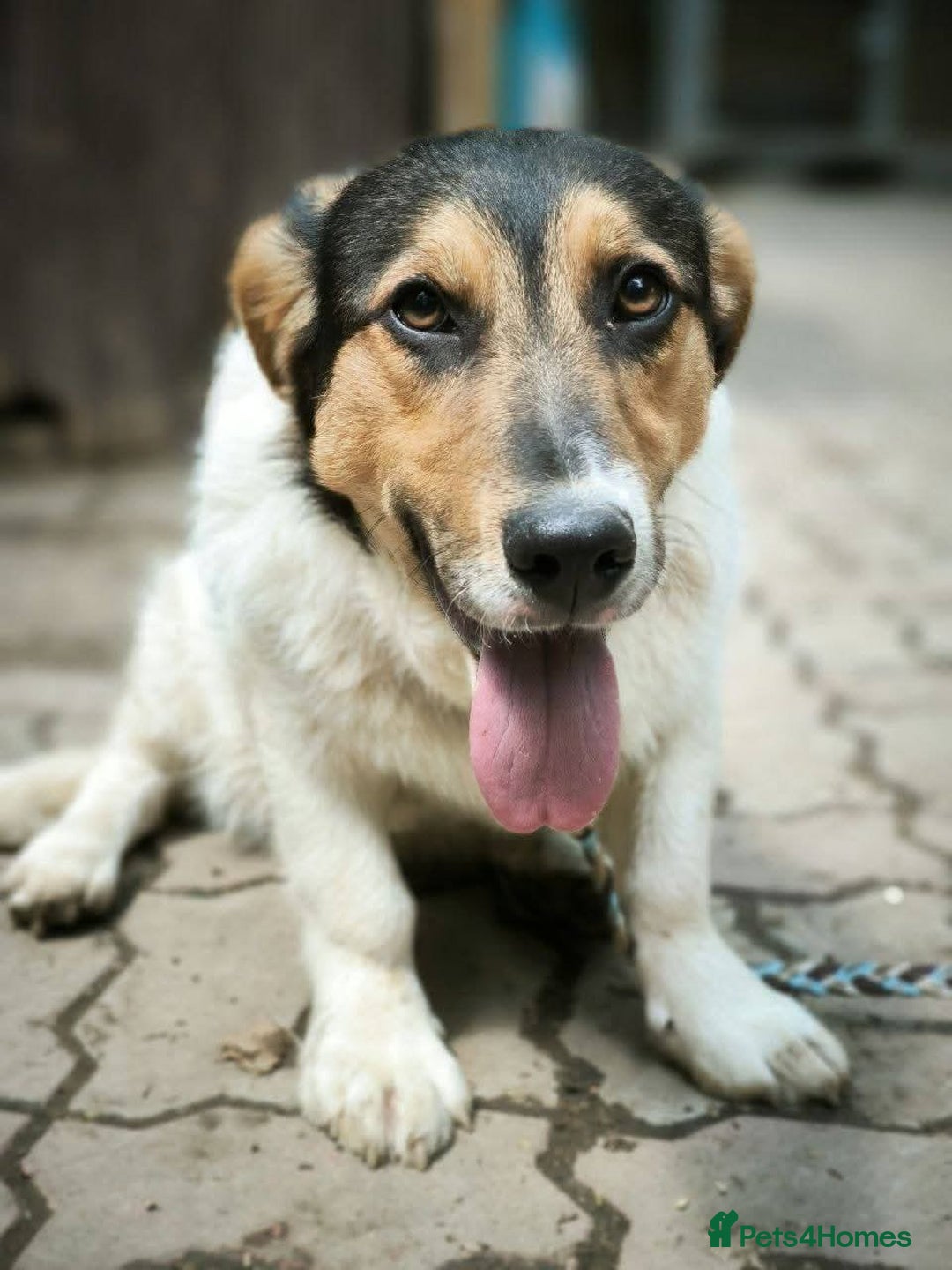 Mixed Breed dogs for adoption: 💙🐶 CASPER 🐶💙 - Image 4