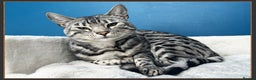 Bengal cats for sale: Silver Spotted Bengal Siblings Haja And Tala - Advert 25