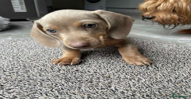Dachshund dogs - Advert 2