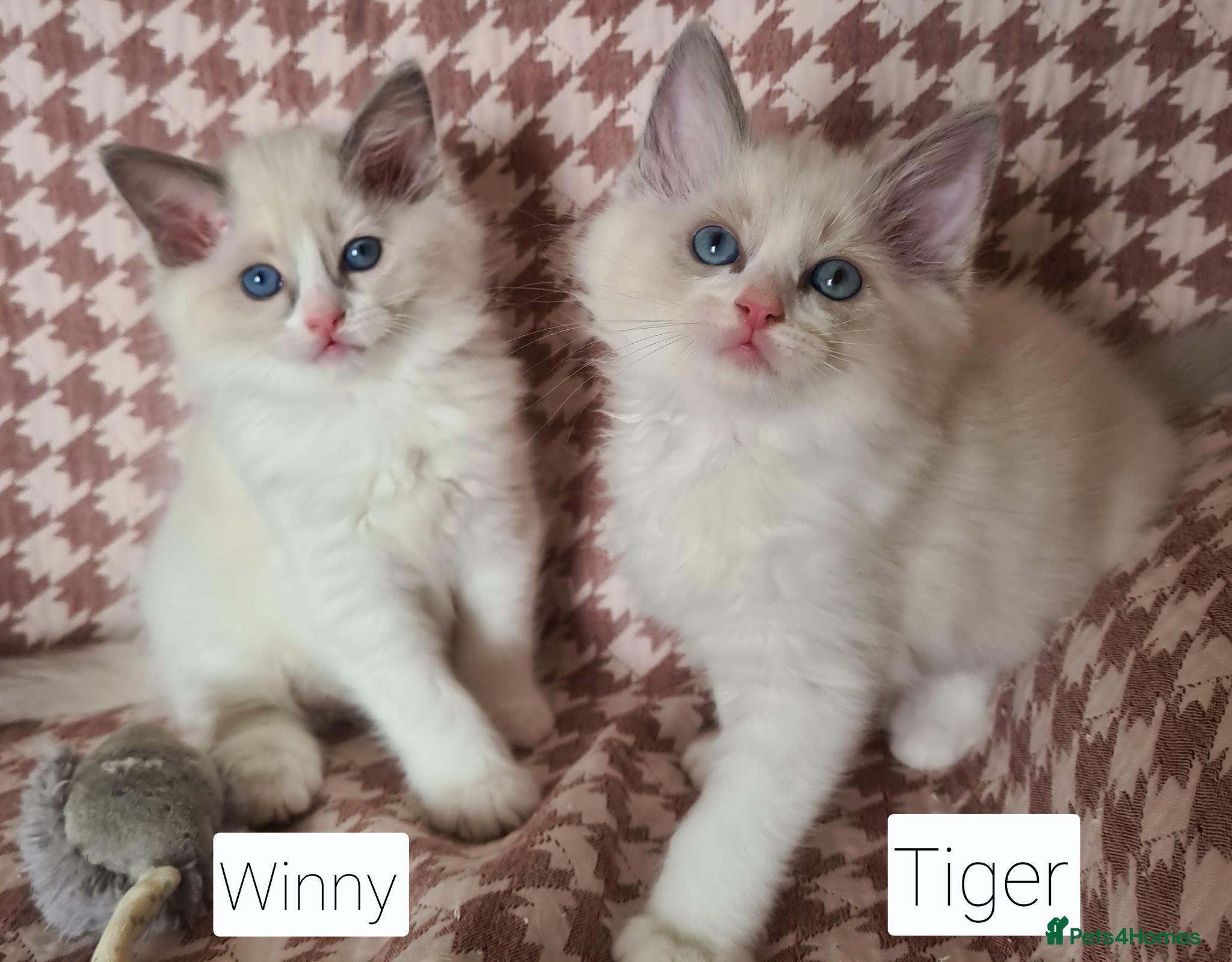 Ragdoll cats Gorgeous pure bread ragdoll kittens - Advert 1