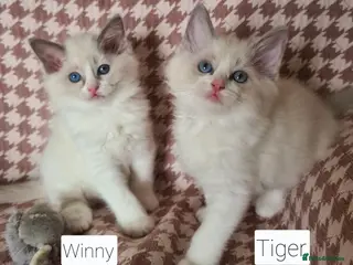 Ragdoll cats Gorgeous pure bread ragdoll kittens - Advert 1