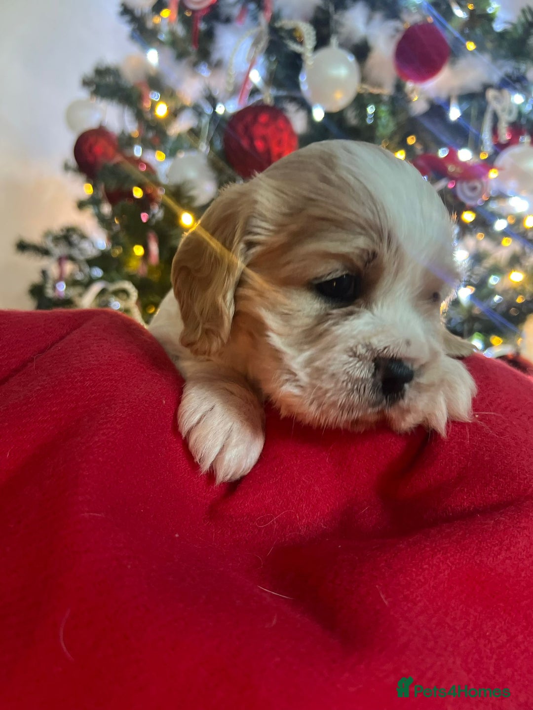 Mixed Breed dogs for sale: Cavapoo girl Ready for forever home - Advert 35