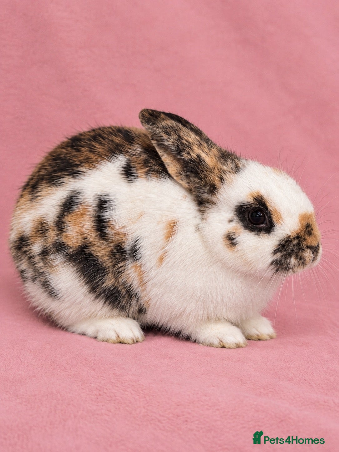 Mixed Breed rabbits Beautiful Tri-Coloured Rhinelander DOE - Advert 18