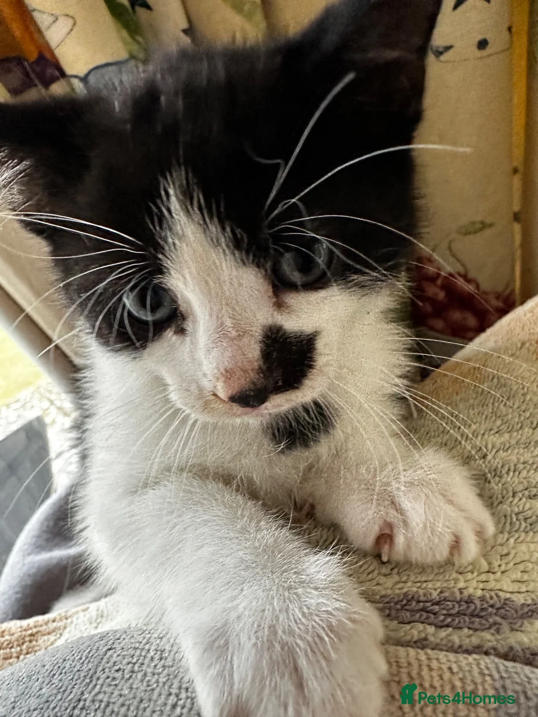 Mixed Breed cats for sale: Bengal Tiger Lily crept out for kittens - Advert 2