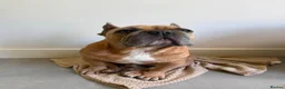 French Bulldog dogs for adoption: 👑 ROCKY 👑 Tiny King Seeks Child-Free Kingdom - Advert 4