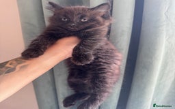 British Longhair cats for sale: 4 beautiful kittens - Image 2