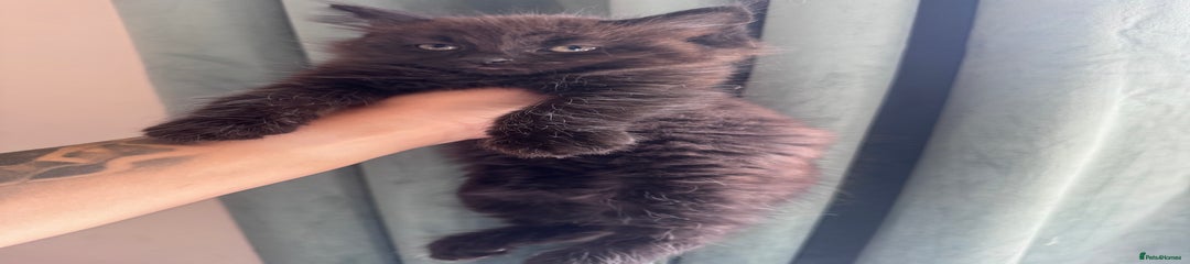 British Longhair Kitten 1