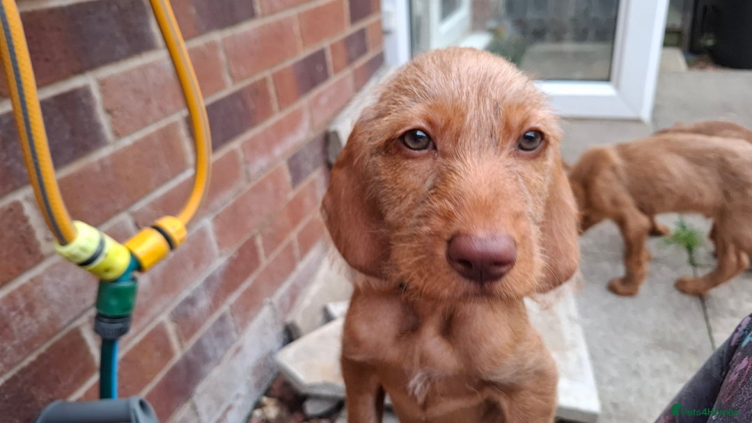 Hungarian Vizsla dogs for sale: 1 dog and 1 bitch available from 21st of August.  - Image 1