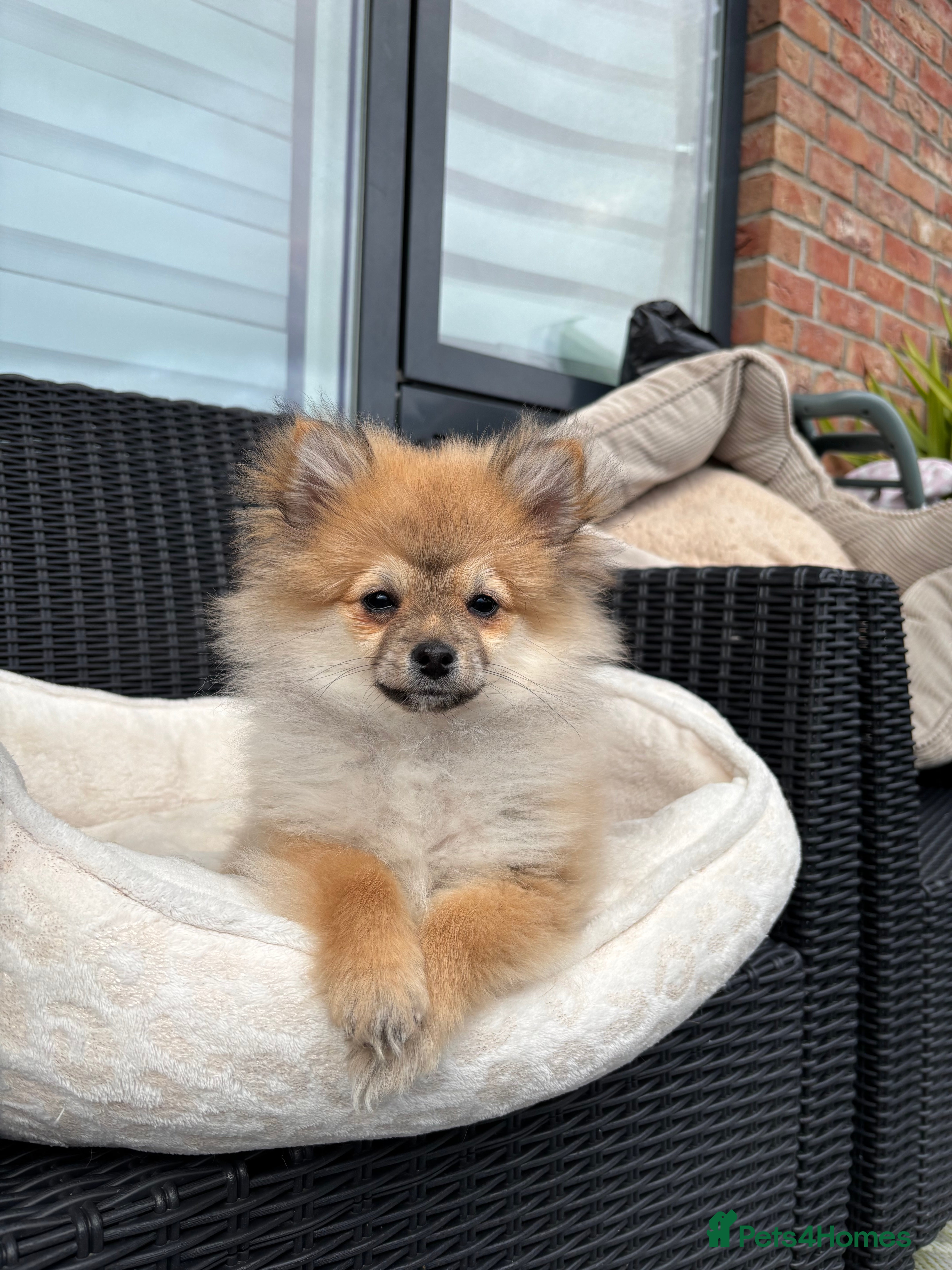 Pomeranian dogs Adorable Pomeranian boy  Available💫Coco - Advert 17