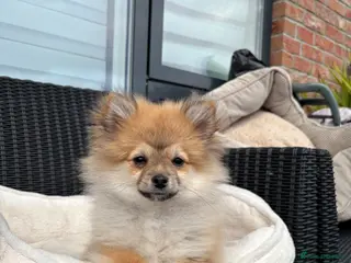 Pomeranian dogs Adorable Pomeranian boy Available💫Coco - Advert 17
