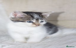 Mixed Breed cats for sale: 5 Happy Playful Kittens  - Advert 8