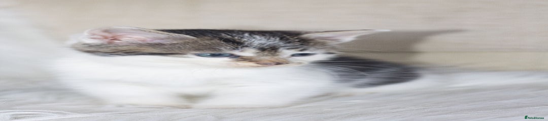 Mixed Breed Kitten 5