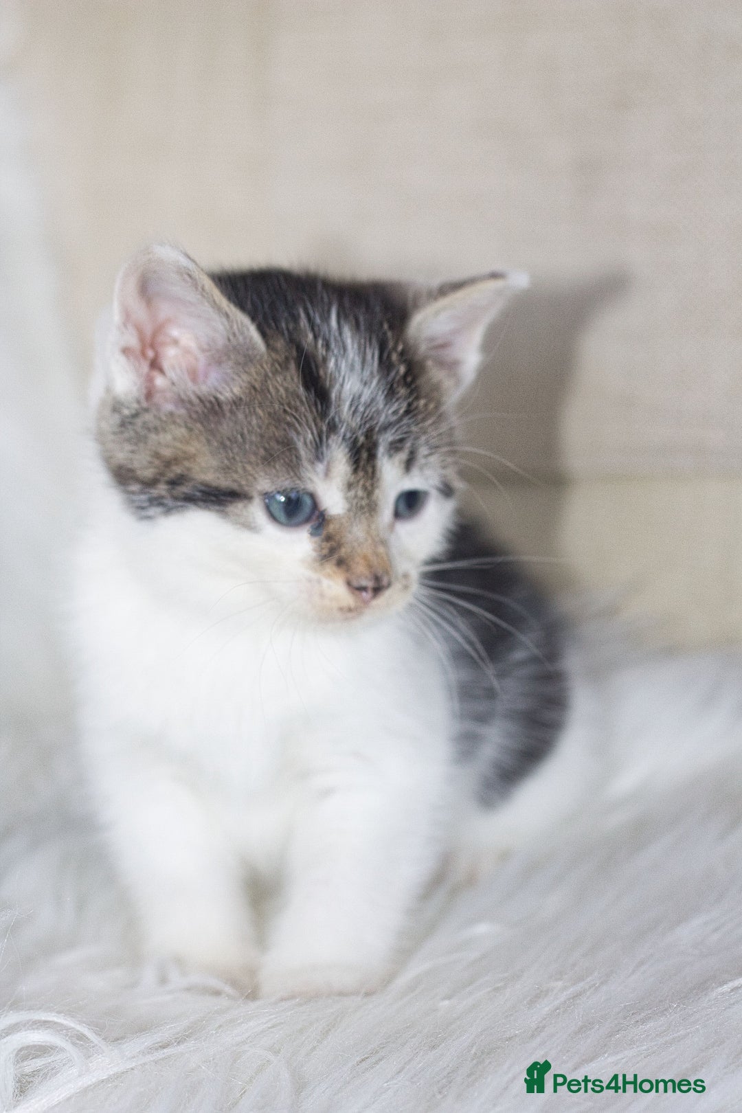 Mixed Breed cats for sale: 5 Happy Playful Kittens  - Advert 8