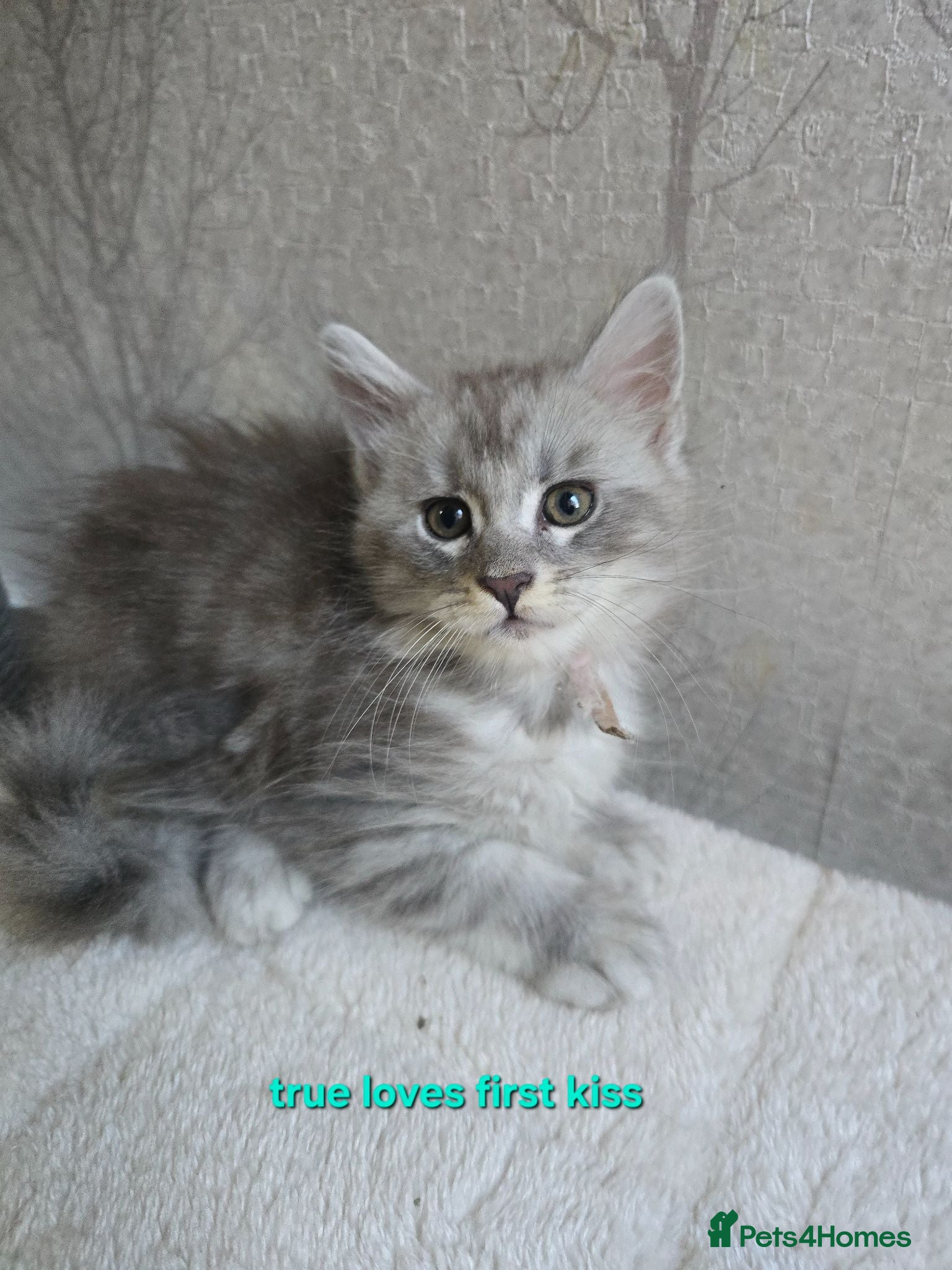 Maine Coon cats STUNNING RARE Maine Coons Shaded Shell Silver - Advert 2