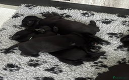 Labrador Retriever dogs for sale: Stunning litter of chunky black Labradors - Advert 5
