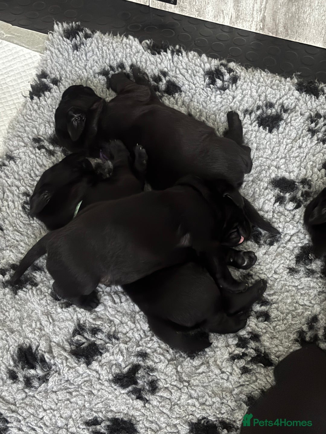 Labrador Retriever dogs for sale: Stunning litter of chunky black Labradors - Advert 5