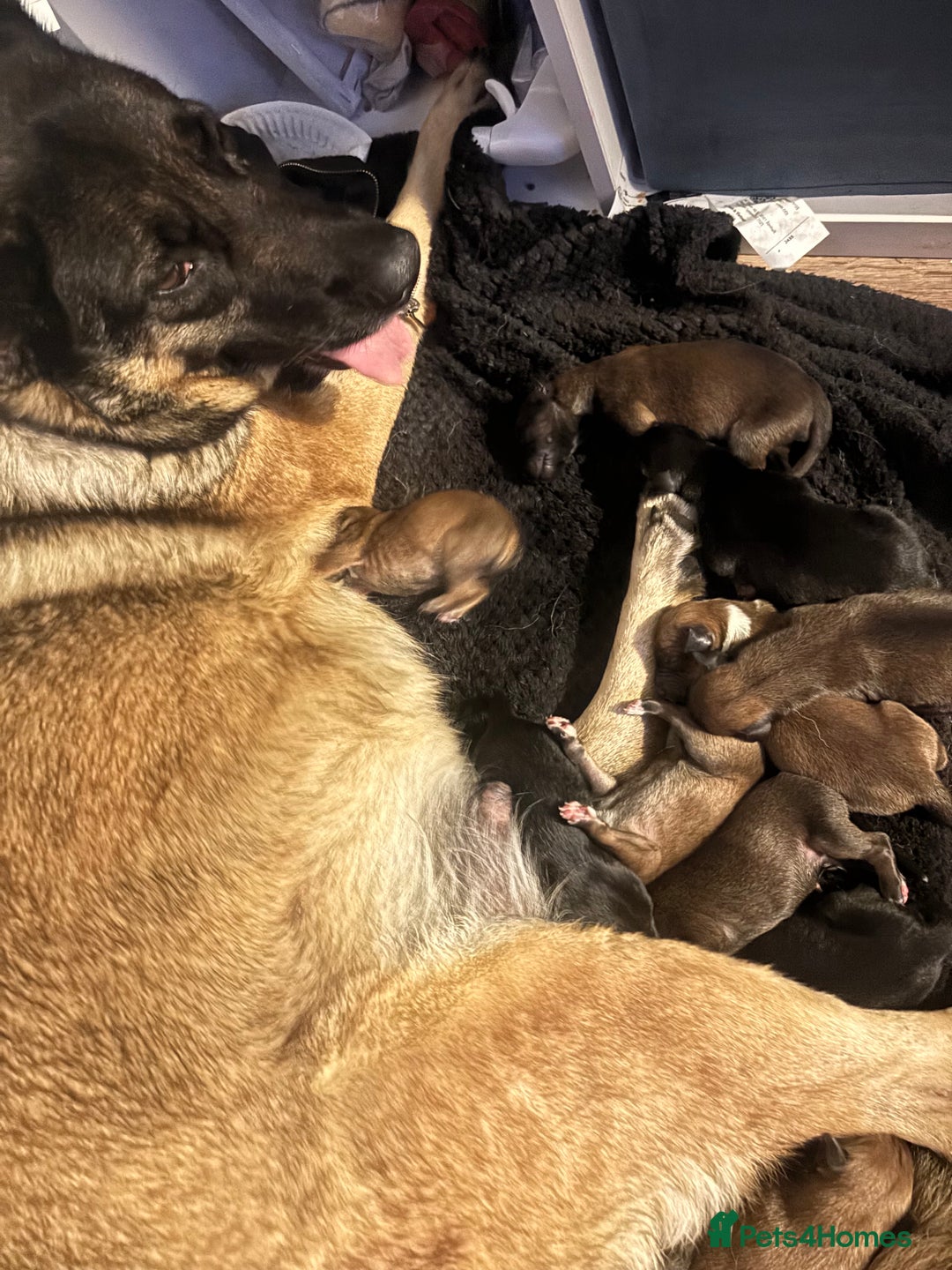 Mixed Breed dogs for sale: German shepherd x whippet  - Image 16