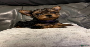 Yorkshire Terrier dogs - Advert 8