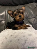 Yorkshire Terrier dogs - Advert 3