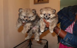 Pomeranian dogs for sale: Adorable Teddy-Bear Poms – 2 Boys Available! 🧸✨ in London - Image 9