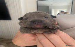 French Bulldog dogs for sale: Female French Bulldogs  - Image 9