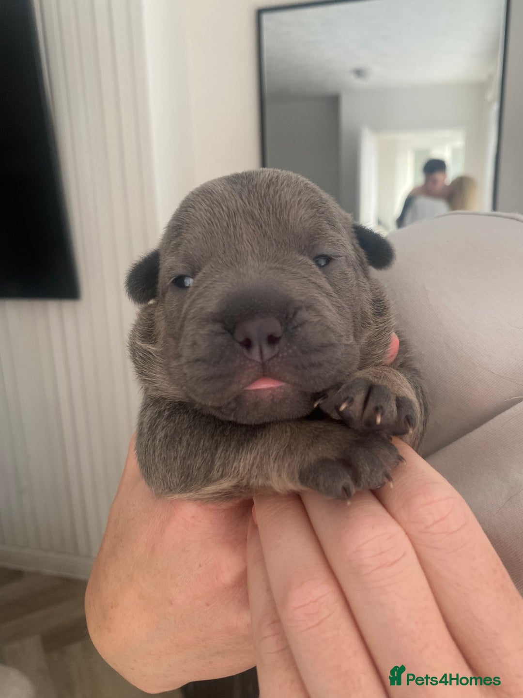 French Bulldog dogs for sale: Female French Bulldogs  - Image 9