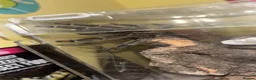 Tarantulas invertebrates for sale: TARANTULAS FOR SALE - Advert 2