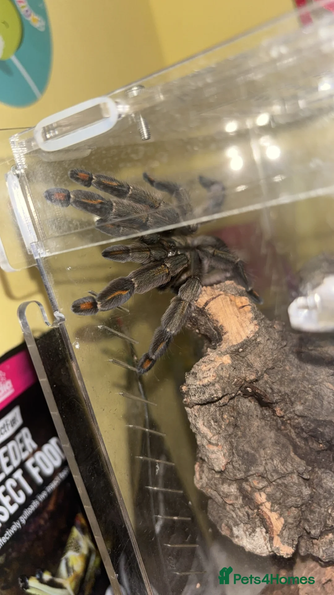 Tarantulas invertebrates for sale: TARANTULAS FOR SALE - Advert 2