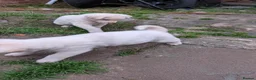 Akita dogs for sale: Stunning Pure White Akita Puppies  in Luton - Advert 2