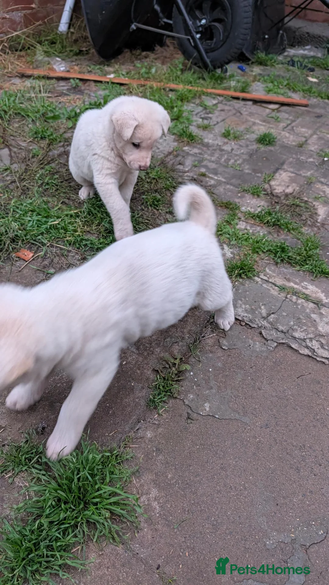 Akita dogs for sale: Stunning Pure White Akita Puppies  in Luton - Advert 2