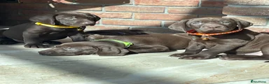 Mixed Breed Puppy 4