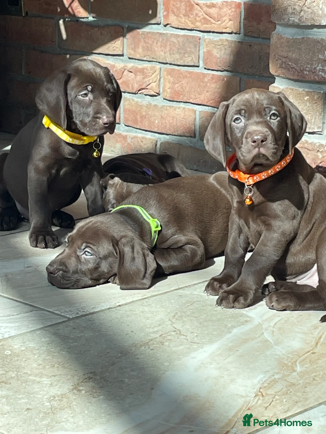 Mixed Breed dogs for sale: Boy and girls available! - Advert 13