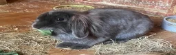 Mini Lion Lop rabbits for sale: Mini Lion Lop Babies & Mom  - Advert 6