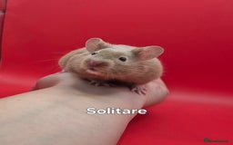Hamster rodents for sale: 8 week old Male Pedigree Mink Syrian Hamsters - Image 3