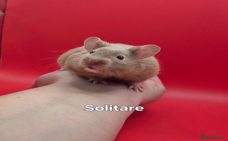 Hamster rodents - Advert 5