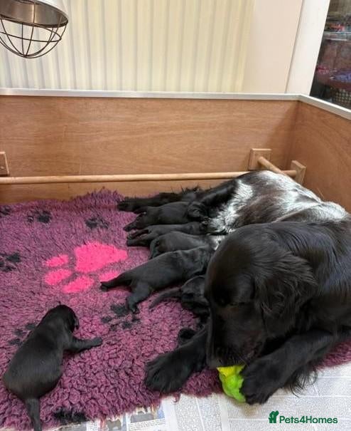 Flat coated Retriever dogs Dual Purpose Flatcoated retriever Puppies - Advert 2