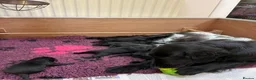Flat coated Retriever dogs for sale: Dual Purpose Flatcoated retriever Puppies in Lockerbie - Advert 2