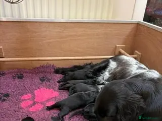 Flat coated Retriever dogs Dual Purpose Flatcoated retriever Puppies - Advert 2
