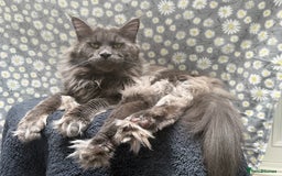 Maine Coon cats for sale: Pure Breed Female Maine Coon Available  in Paisley - Image 12