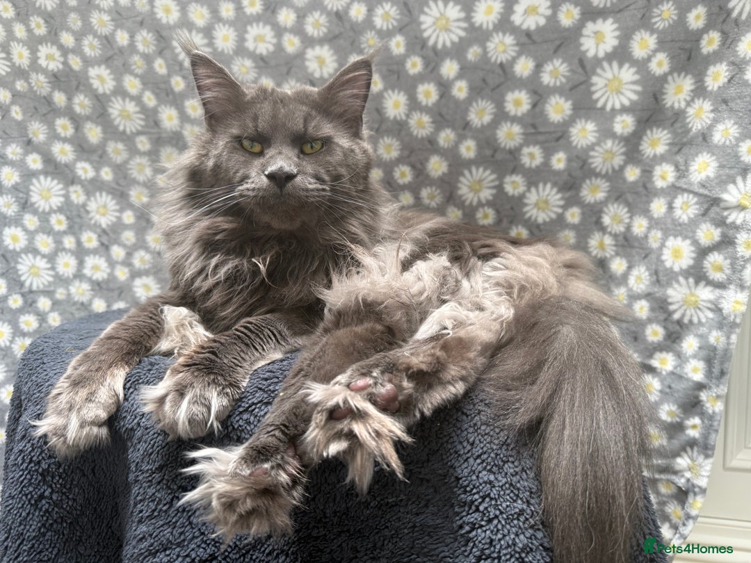 Maine Coon cats for sale: Pure Breed Female Maine Coon Available  in Paisley - Image 12