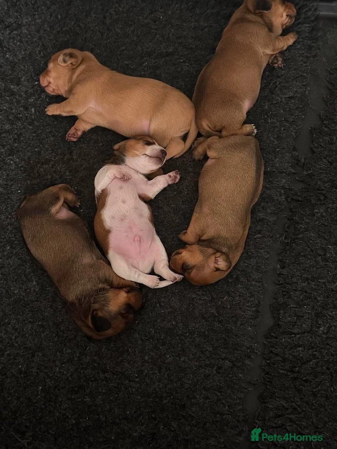 Dachshund dogs for sale: Mini Dachshund in Saint Austell - Advert 2