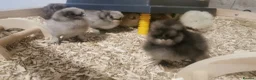 Chickens poultry for sale: Silkie Chickens  - Advert 2