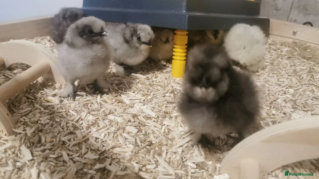 Chickens poultry for sale: Silkie Chickens  - Advert 2