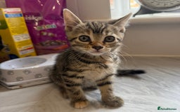 Domestic Shorthair cats for sale: Beautiful kittens in Louth - Image 1