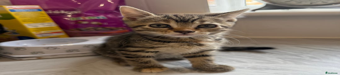 Domestic Shorthair Kitten 1 & 2