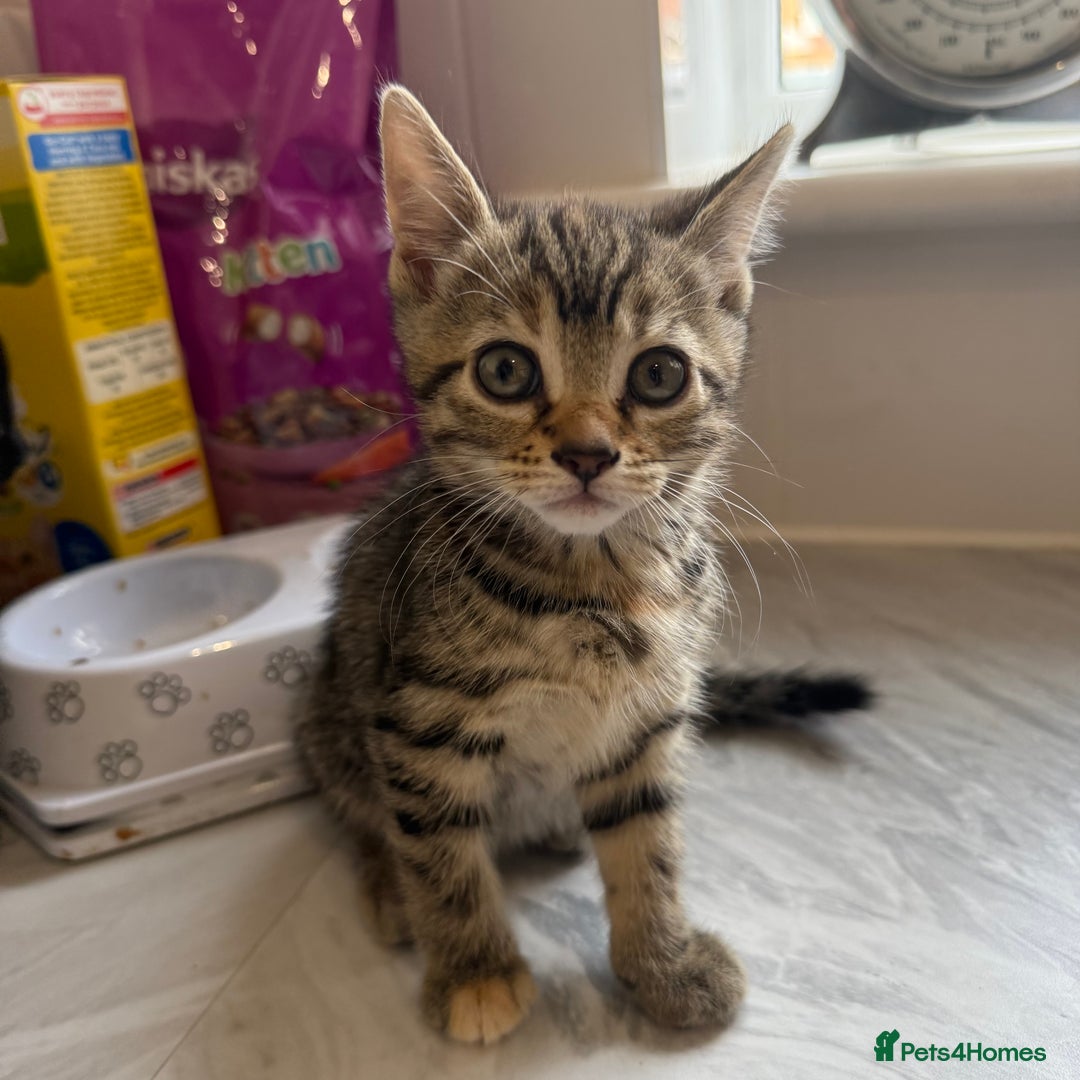 Domestic Shorthair cats for sale: Beautiful kittens in Louth - Image 1