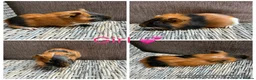 Guinea Pig rodents for sale: Male & Female piggies looking for new laps - Advert 29