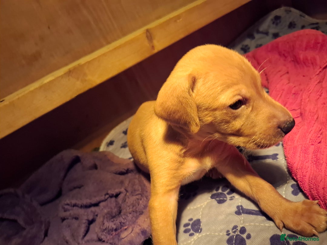 Mixed Breed dogs for sale: Vizla Labrador Puppies - Image 15