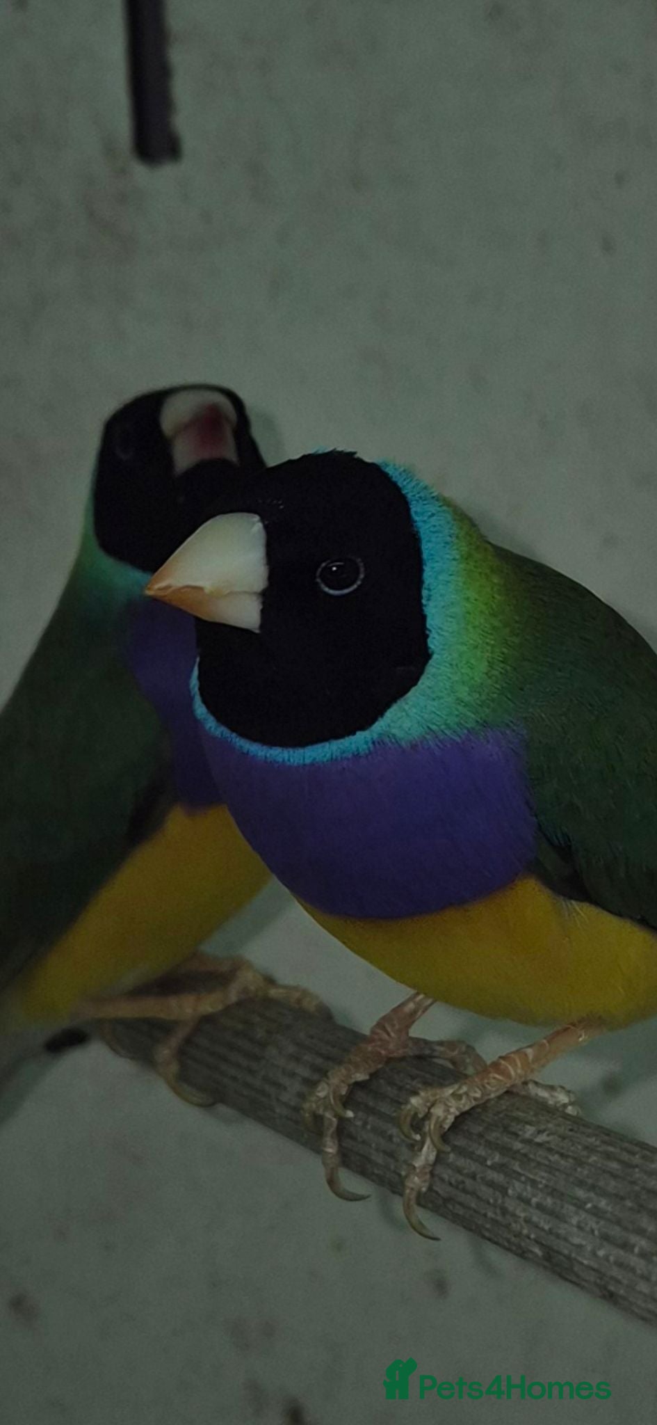 Finches birds Gouldian Finches  - Advert 4