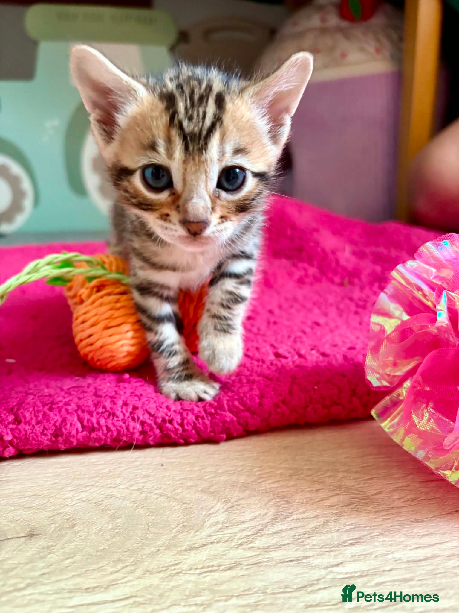 Bengal cats Stunning Bengal Kittens  - Advert 2